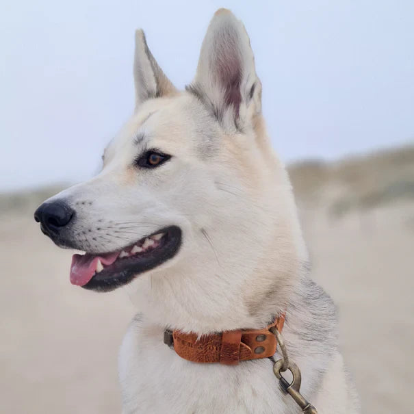 Cooper & Quint kühnes Hundehalsband aus Leder – Camel