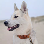 Cooper & Quint kühnes Hundehalsband aus Leder – Camel