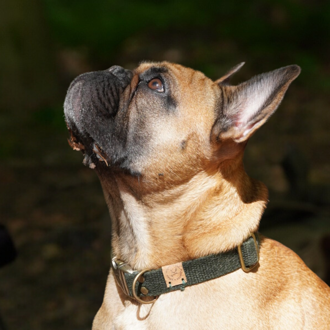 Cooper & Quint Simply Hemp Hundehalsband – Waldgrün