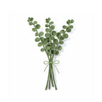 Eucalyptus branch