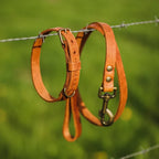 Cooper & Quint „No Fuss“ Lederhalsband für Hunde – Camel