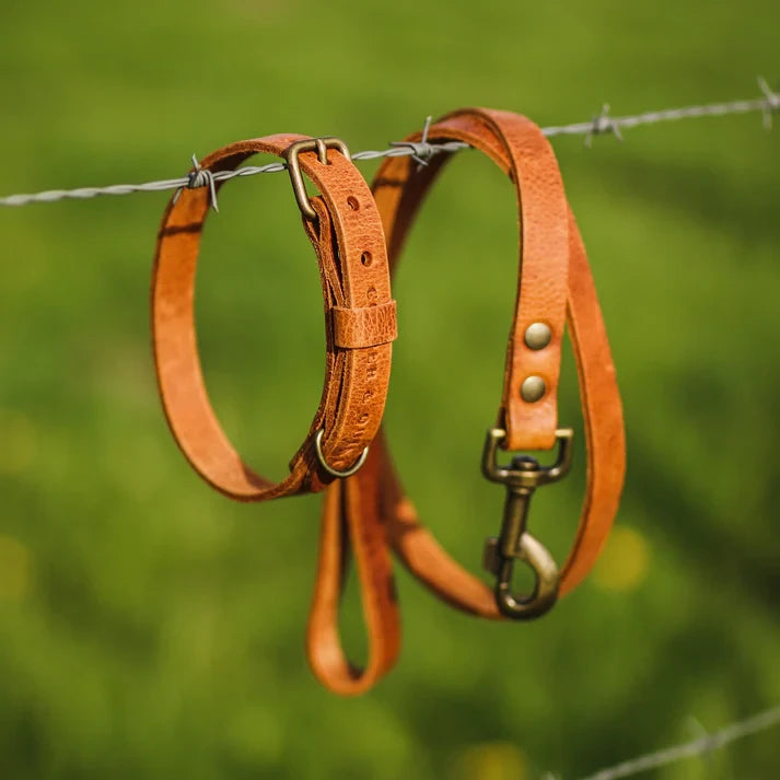 Cooper & Quint „No Fuss“ Lederhalsband für Hunde – Camel