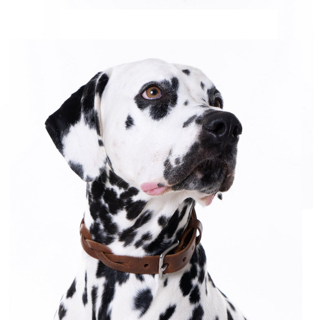 Cooper & Quint Geflochtenes Hundehalsband – Braun