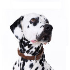 Cooper & Quint Geflochtenes Hundehalsband – Braun