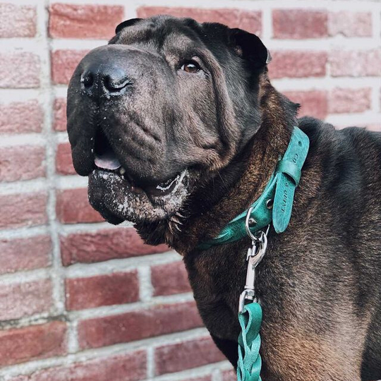 Cooper & Quint Geflochtenes Hundehalsband – Grün