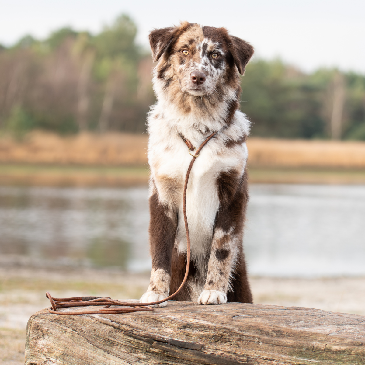 Cooper & Quint Schleppleine - Gerolltes Leder - 180 cm