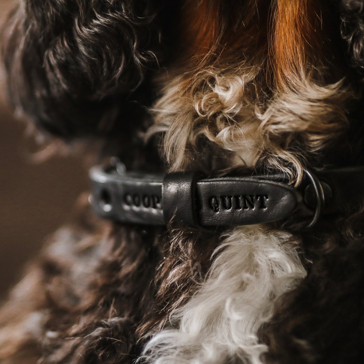 Cooper & Quint geflochtenes Hundehalsband – Schwarz