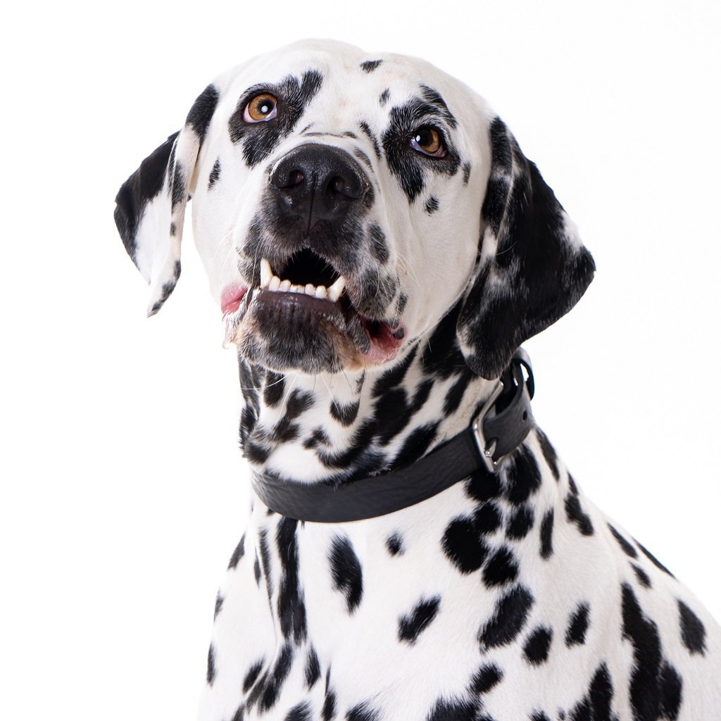 Cooper & Quint "No Fuss" Lern-Hundehalsband – Schwarz