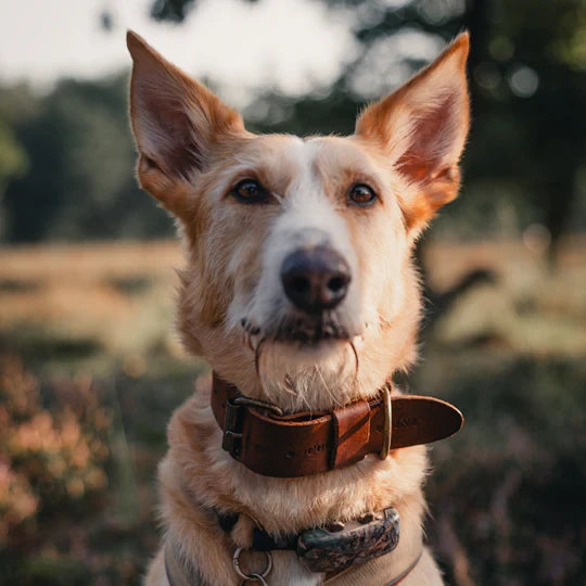 Cooper & Quint Bold Leren Hondenhalsband – Bruin