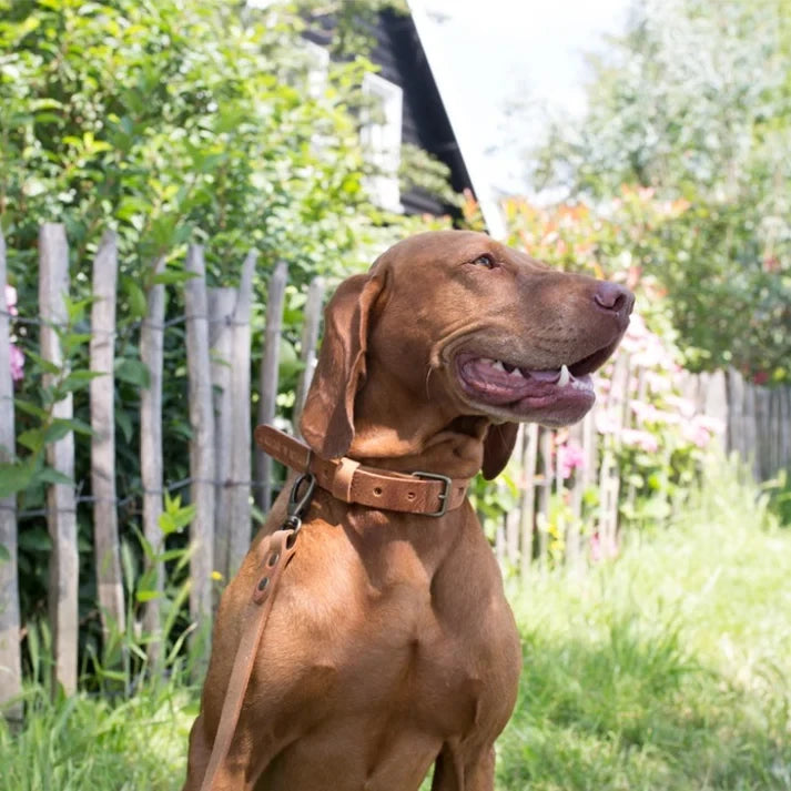 Cooper & Quint „No Fuss“ Lederhalsband für Hunde – Camel