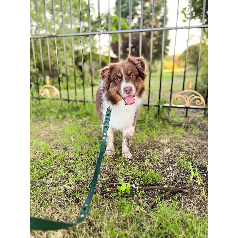 Cooper & Quint Twisted Switch Adjustable Dog Leash – Green