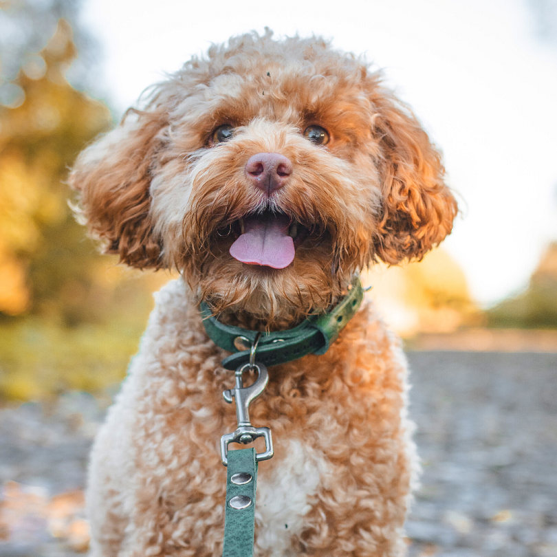 Cooper & Quint No Fuss Lern-Halsband für Hunde – Grün
