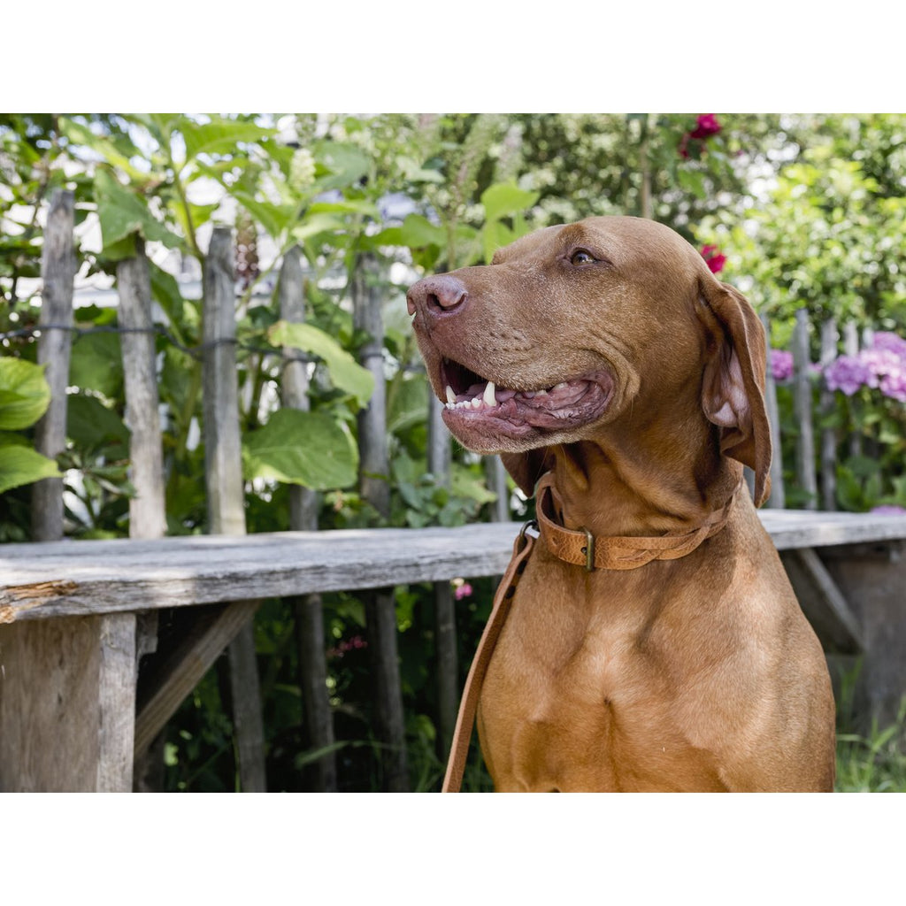 Cooper & Quint Twisted Braided Dog Collar – Camel