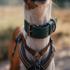 Cooper & Quint Bold Lederhalsband für Hunde – Grün