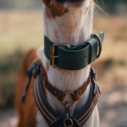 Cooper & Quint Bold Lederhalsband für Hunde – Grün