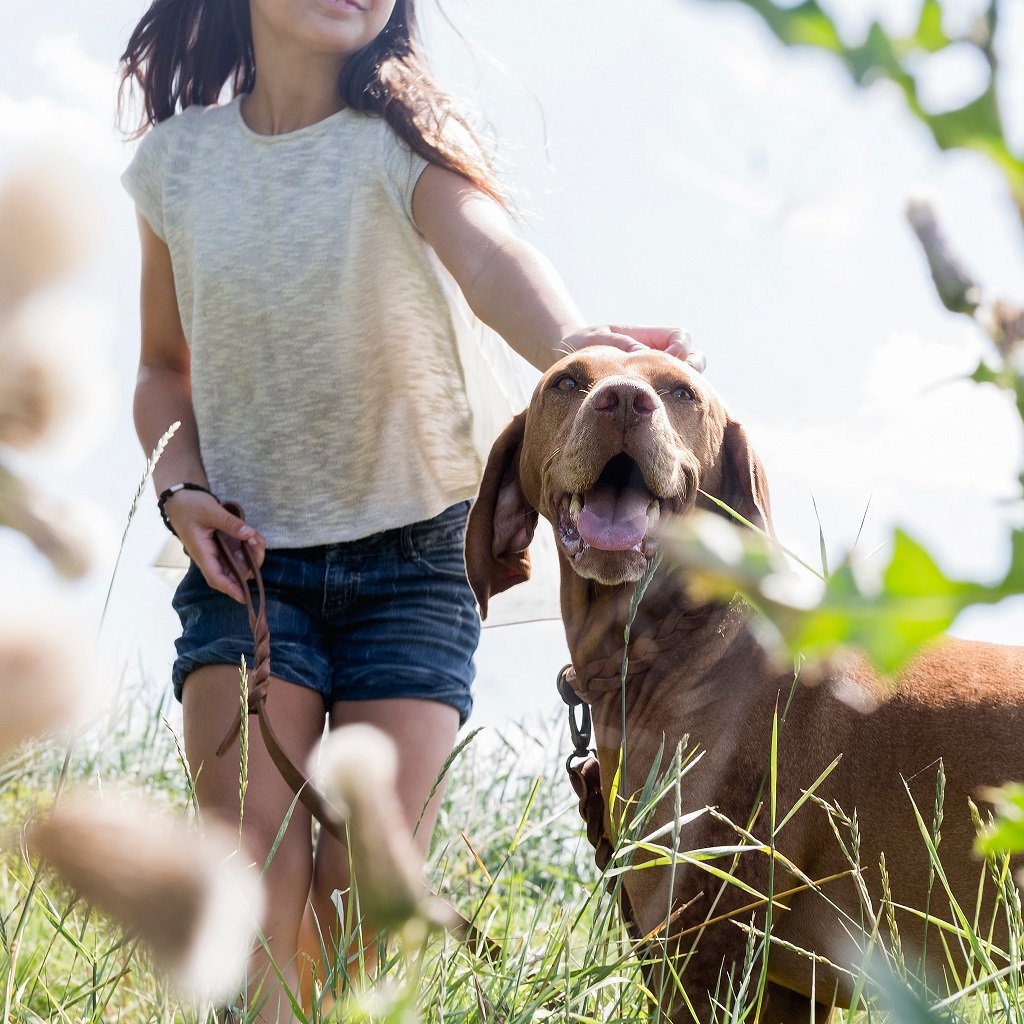 Cooper & Quint Twisted Braided Dog Leash – Brown