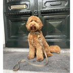 Cooper & Quint Twisted Braided Dog Leash Stone