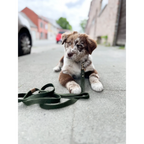 Cooper & Quint Simply Hemp Hondenriem in Bosgroen