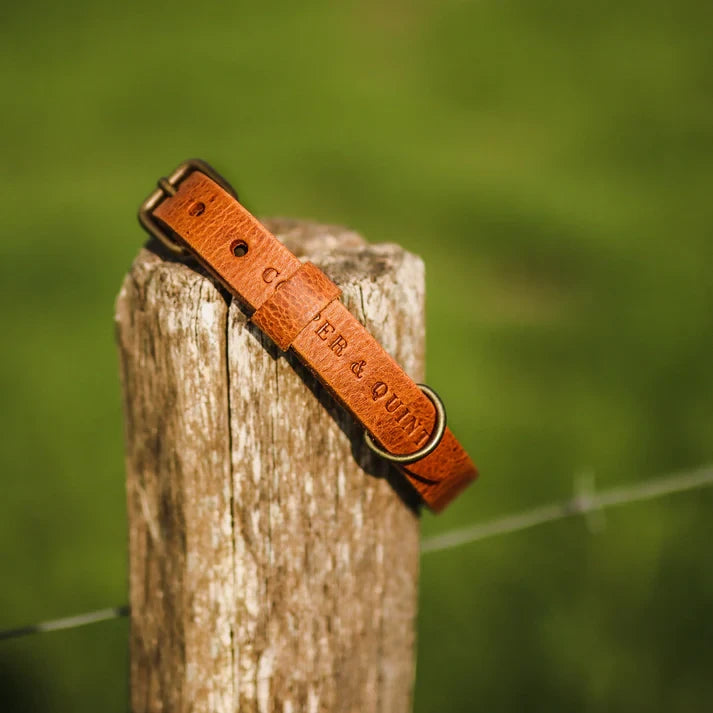 Cooper & Quint „No Fuss“ Lederhalsband für Hunde – Camel