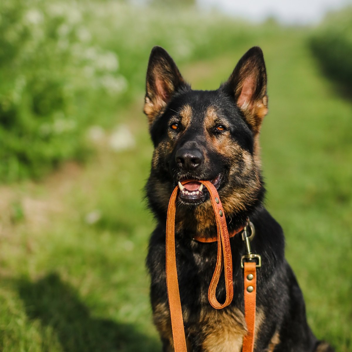 Cooper & Quint No Fuss Leren Hondenriem – Camel