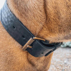 Cooper & Quint kühnes Lederhalsband für Hunde – Schwarz