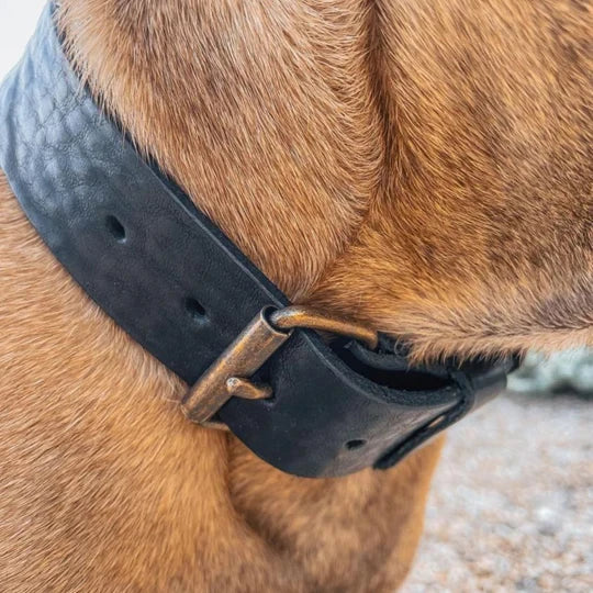 Cooper & Quint kühnes Lederhalsband für Hunde – Schwarz