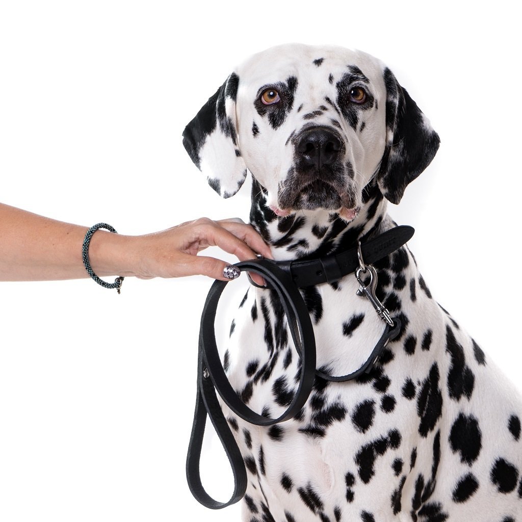 Cooper & Quint No-Pull Dog Leash - Black