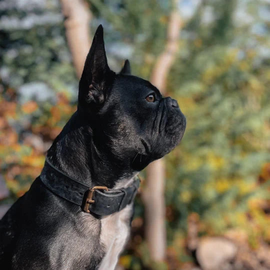 Cooper & Quint kühnes Lederhalsband für Hunde – Schwarz