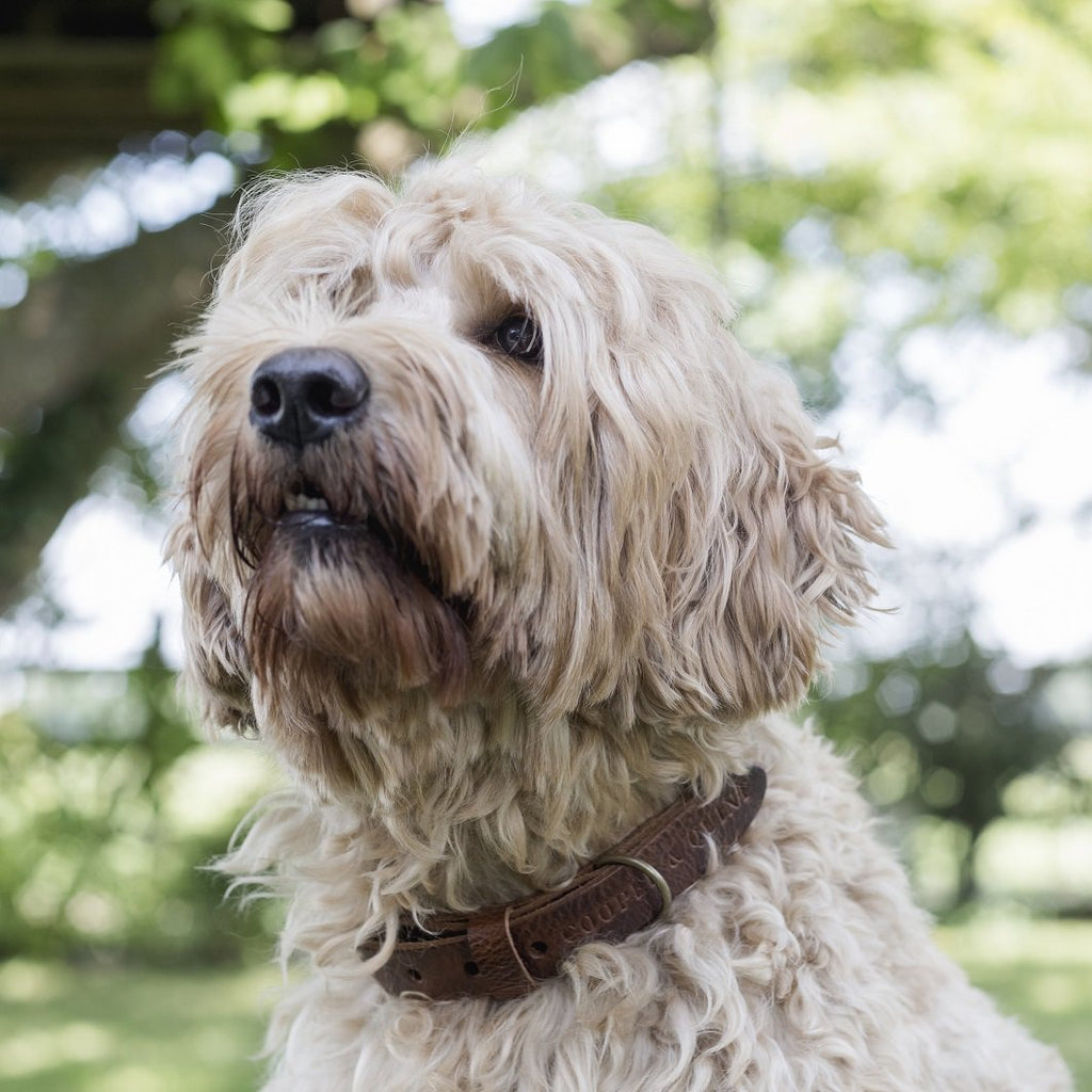 Cooper & Quint Geflochtenes Hundehalsband – Braun