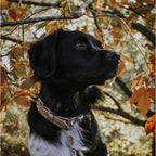 Cooper & Quint Twisted Braided Dog Collar – Stone