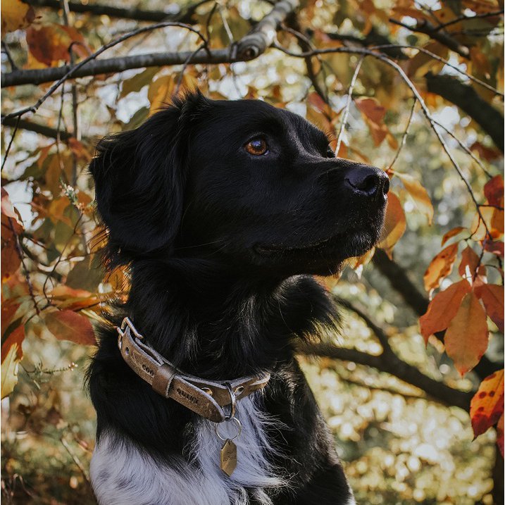 Cooper & Quint Gedrehte Geflochtene Hundehalsband – Stone