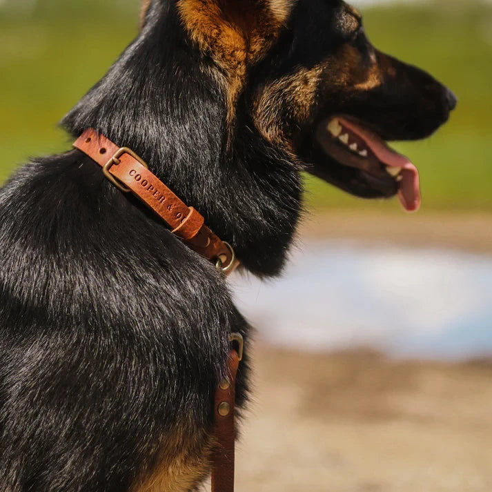 Cooper & Quint „No Fuss“ Lederhalsband für Hunde – Camel