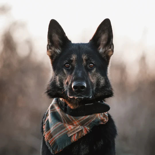 Cooper & Quint kühnes Lederhalsband für Hunde – Schwarz