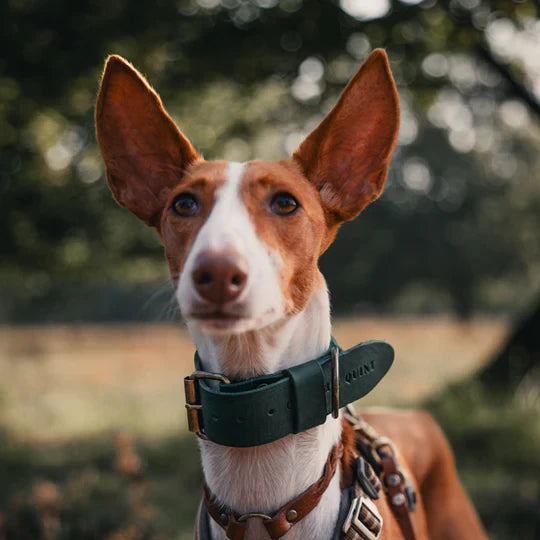 Cooper & Quint Bold Lederhalsband für Hunde – Grün