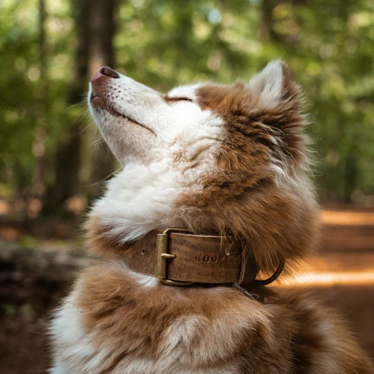 Cooper & Quint Fettlederhalsband für Hunde – Stone