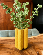 Eucalyptus branch